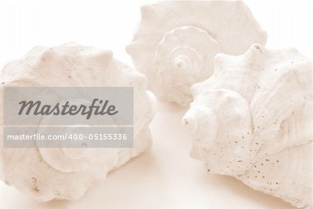 isolated shells on white. closeup