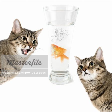 Two cats and gold fish in a bowl isolated on white