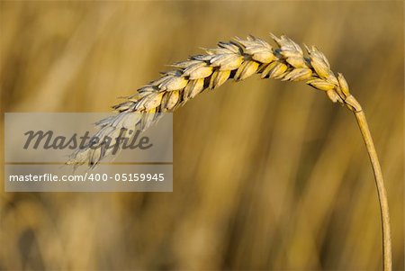 Nature background with corn.
