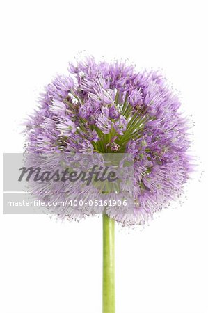 Onion purple flower macro detail isolated on white background