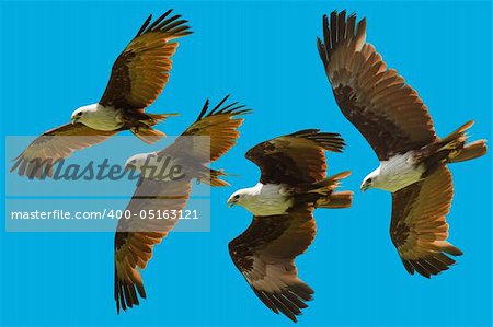 photo of brahminy kite flying in sequence isolated