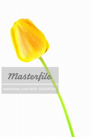 Yellow tuli detail isolated on a white background