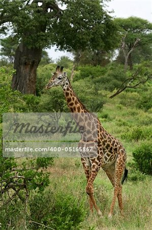 Giraffe (Giraffa camelopardalis) in Lake Manyara National Park, Tanzania