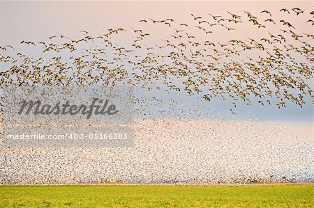 Thousands of snow geese airborne