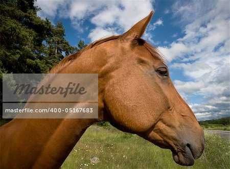 Head of brown horse with blue sky