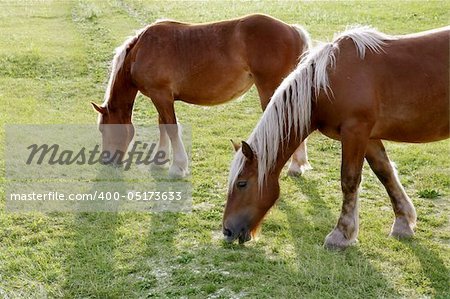 Horse landscape in the green meadow Pyrenees view