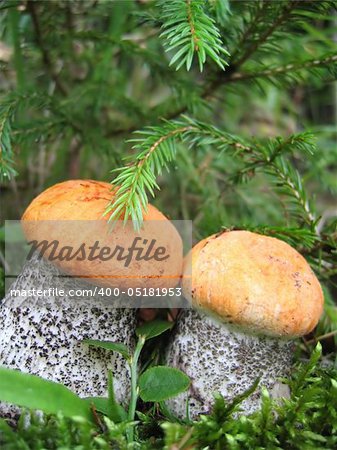 Two orange-cap boletus (aspen mushroom) in forest