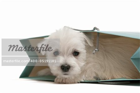 A west highland white terrier puppy is in a shopping bag