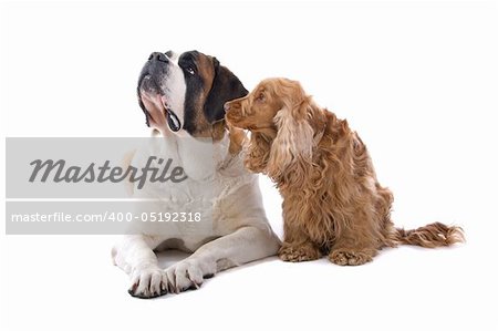 An isolated view of a large St. Bernard and a small Cocker Spaniel dog, side-by-side on a white background