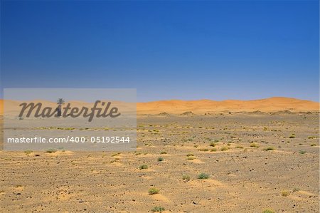 wide view of the edge of the  desert