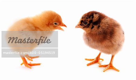 A few baby chicks over a white background