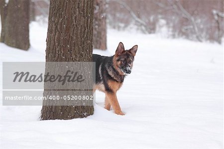puppy sheep-dog peeking from behind a tree