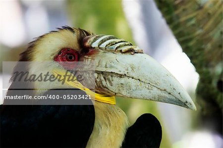 Head of male Wreathed Hornbill in side angle view. Bail zoo. Indonesia