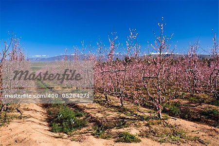 Peach orchard full of pink blossoms.