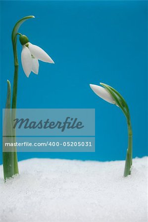 macro photo of beautiful snowdrops growing in snow