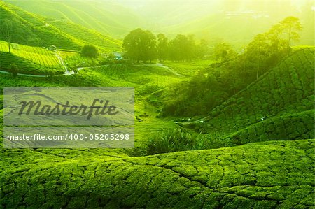 Tea Plantations at Cameron Highlands Malaysia. Sunrise in early morning with fog.