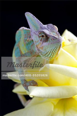 Beautiful big chameleon sitting on a flower