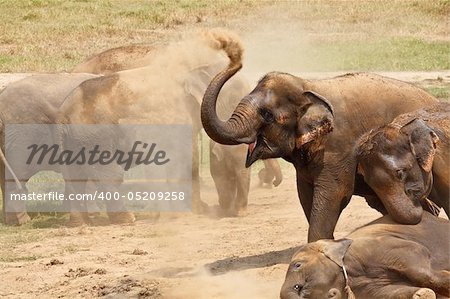 Elephants family playing in the dust. Horizontal shot.