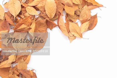 autumn  background from the old leaves on the white background