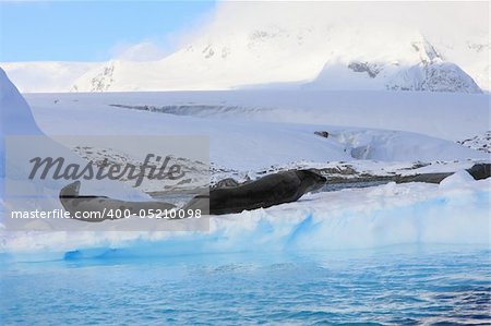 2 dangerous Leopard seals on iceberg very close
