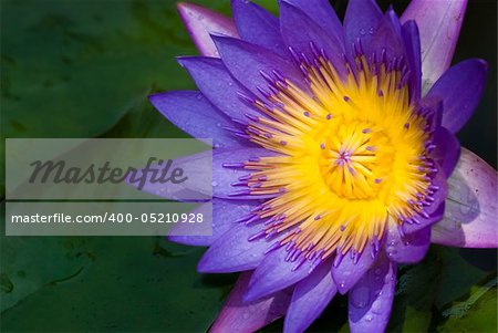 lotus with natural background