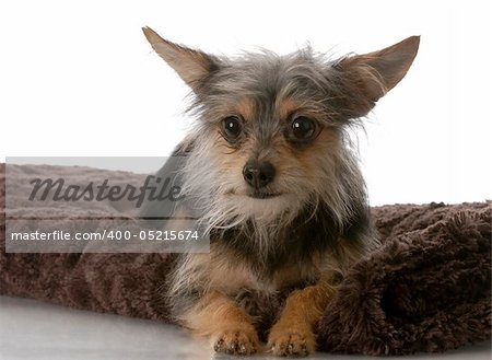 chihuahua crossed with yorkie mixed breed dog laying on brown blanket