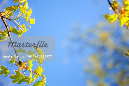 young spring  leaves against the blue sky / with copy space for your text