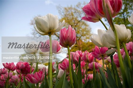 pink and white tulips