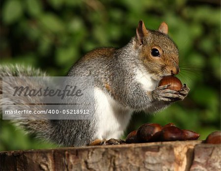 Portrait of a Grey Squirrel enjoying lunch