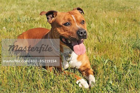 portrait of a staffordshire bull terrier laid down in the grass