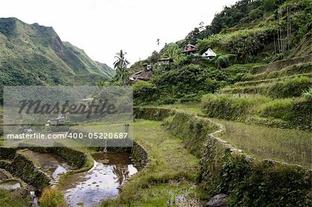 the world heritage ifugao rice terraces on the steep mountain slopes of batad in northern luzon in the philippines