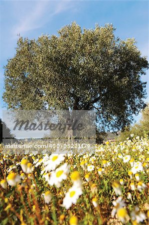 lonely olive tree in the middle of a daisy field