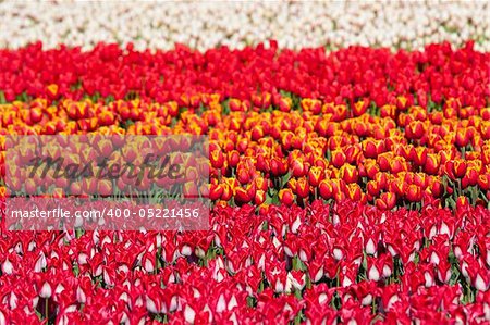Field of coloful tulips. Dutch flower industry. The Netherlands