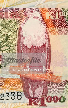 African Fish Eagle on 1000 Kwacha 2003 Banknote from Zambia.