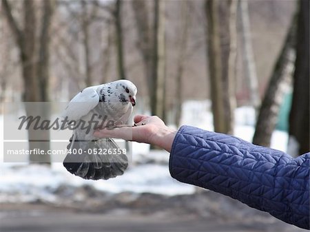 Dove feeding on woman's hand