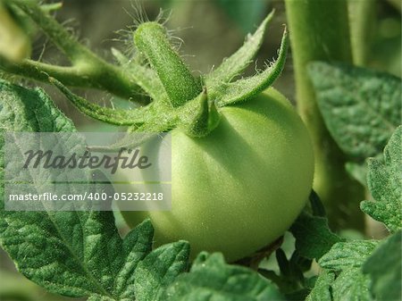 green tomato growing on the branch
