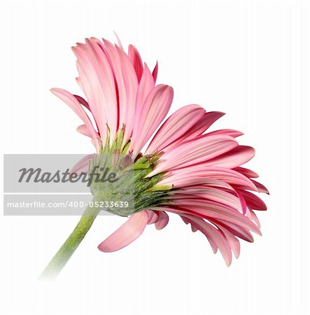 Back-side of pink flower isolated on white background. Close-up. Studio photography.