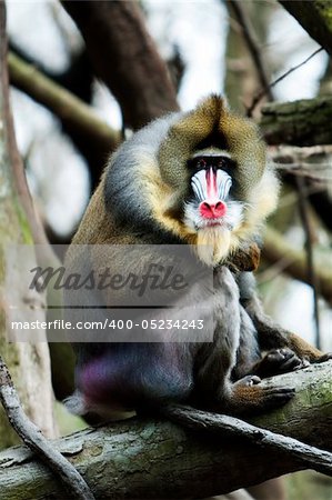 Mandrill with colorful face sitting on tree branch in jungle zoo.