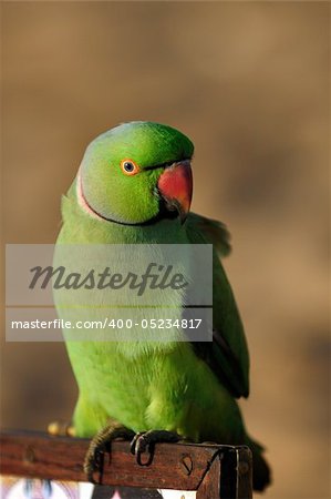 A close up shot of a green parrot