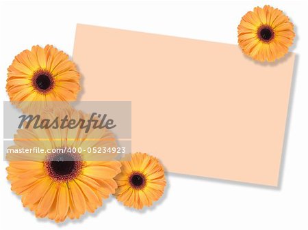 One orange flower with message-card on white background. Close-up. Studio photography.