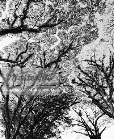 Textures of Bearded Mossman Trees in Queensland, Australia