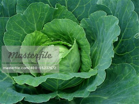 fruiting young cabbage head on the vegetable bed