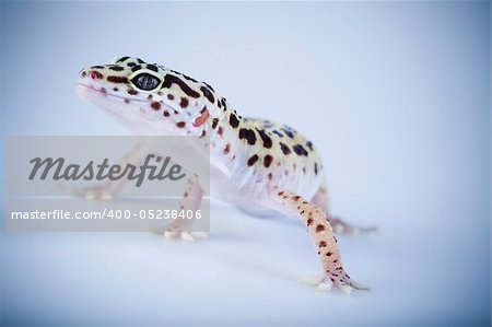 Gecko reptile lizard