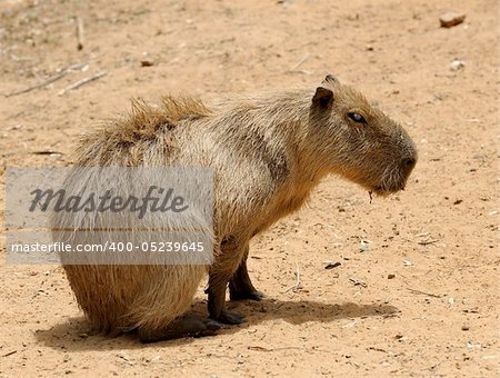 Agouti, a large rodent from South America.