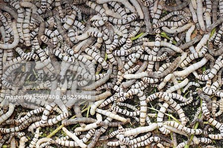 many silkworms texture eating mulberry leaves pattern
