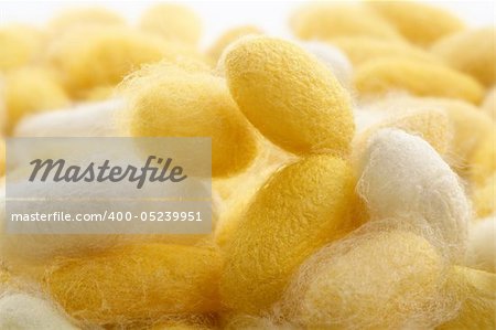 cocoon silkworm  many silk worm yellow white