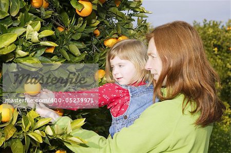 mother showing little girl daughter orange tree fruit harvest