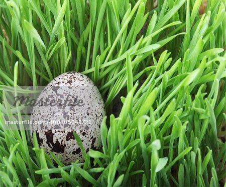 Quail egg in green grass