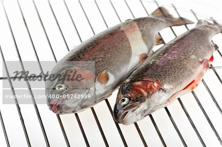two rainbow trouts isolated on white