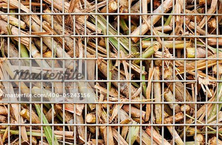 Closeup image of freshly harvested sugar cane on a cane train "bin" on the way to the sugar mill